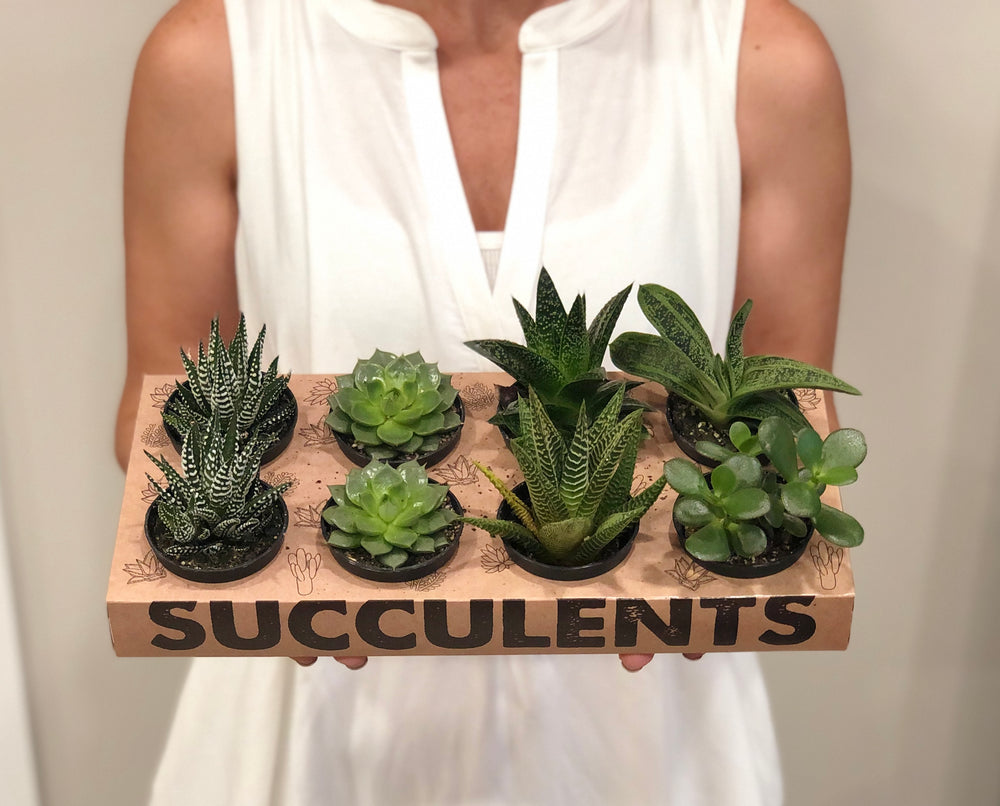 Succulent 2