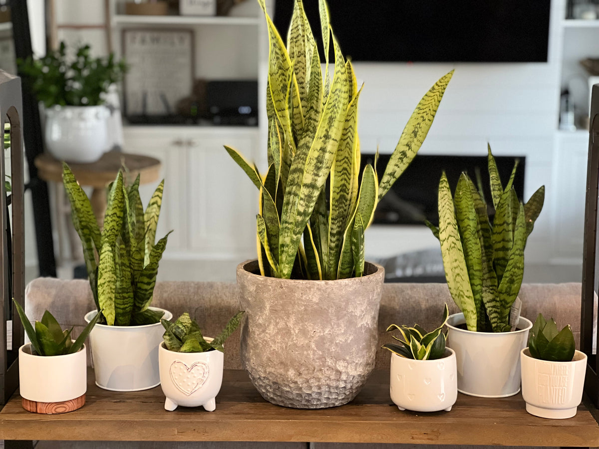 snake plant ideas Sanseveria Snake Plant 10” – Shop The Shed