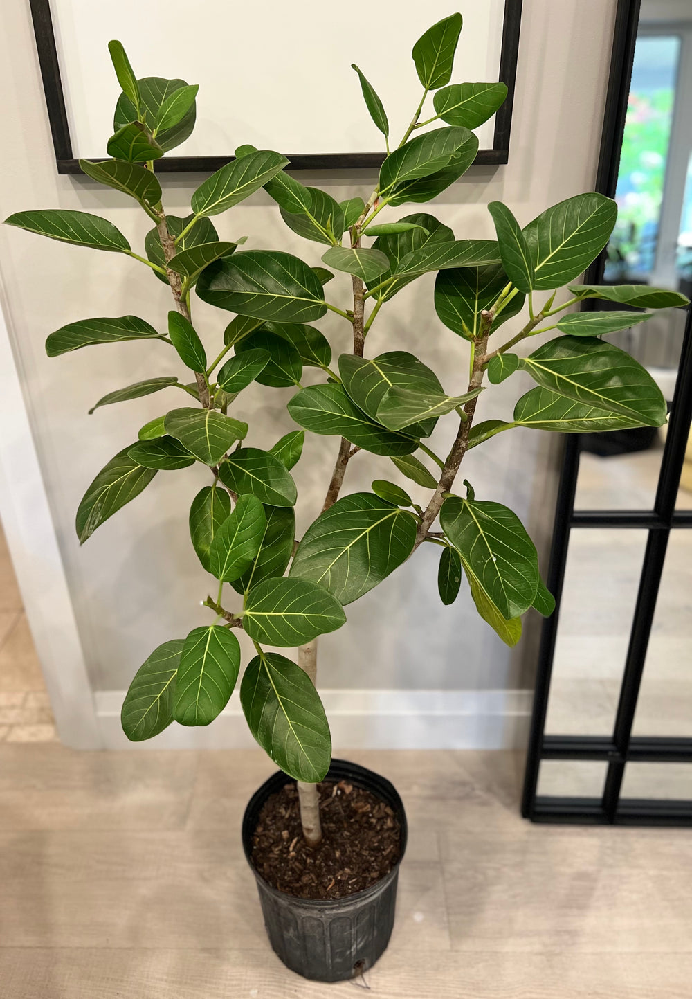 ficus audrey standard Audrey Ficus 10" Standard – Shop The Shed