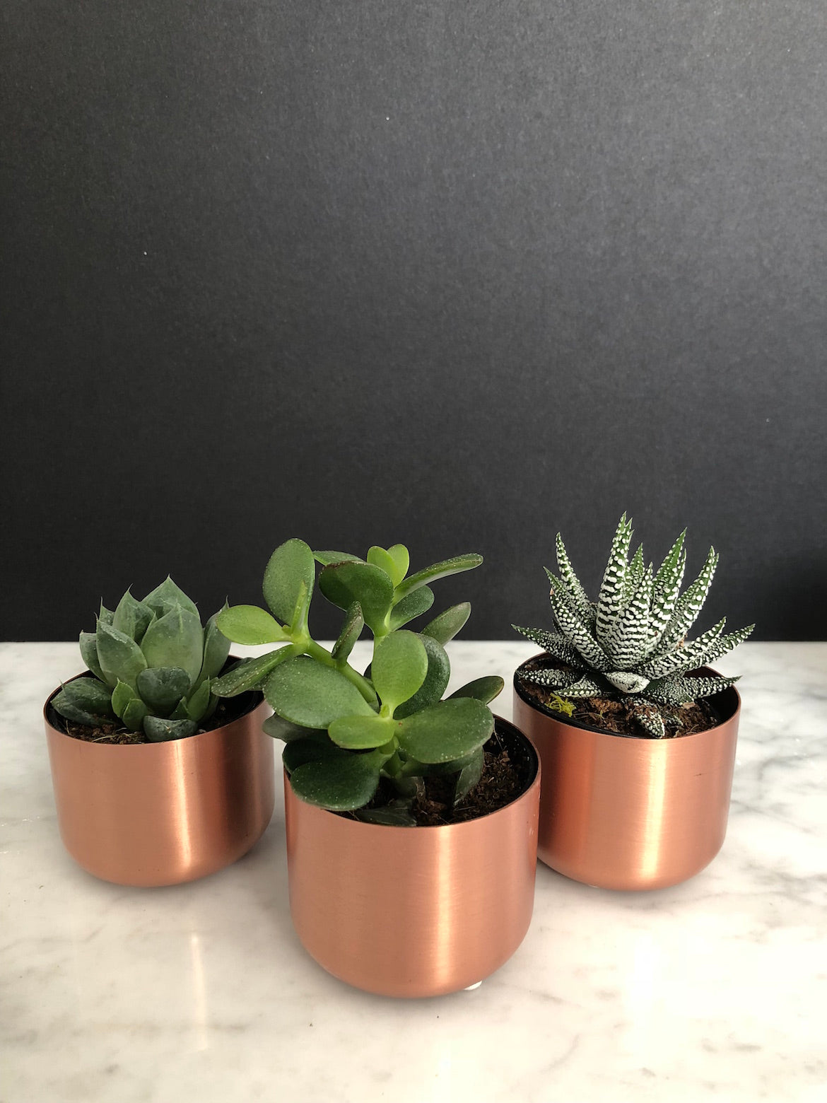 succulents in copper pots Copper Pots – Shop The Shed