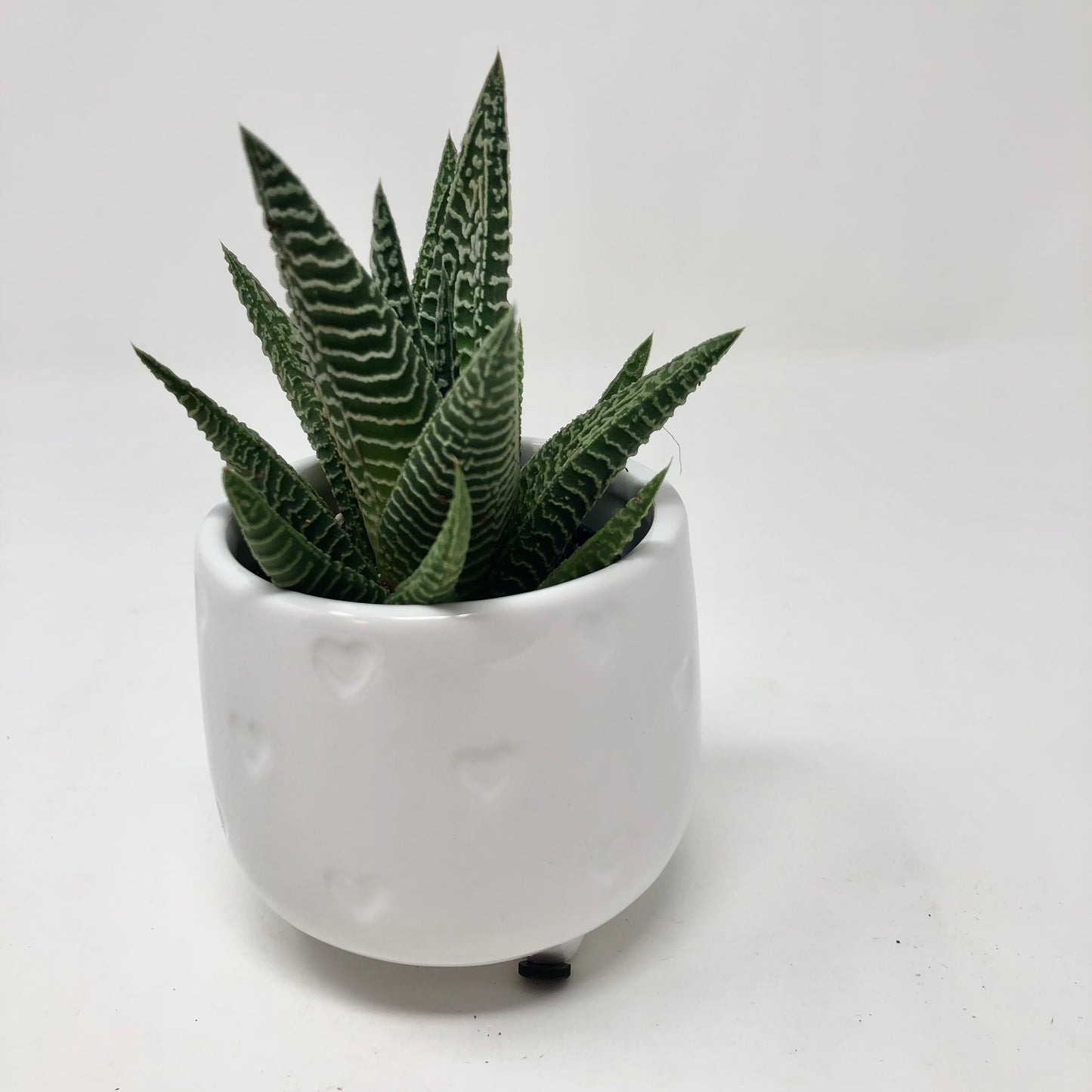 dolomite succulent Footed White Dolomite Pot with Hearts – Shop The Shed