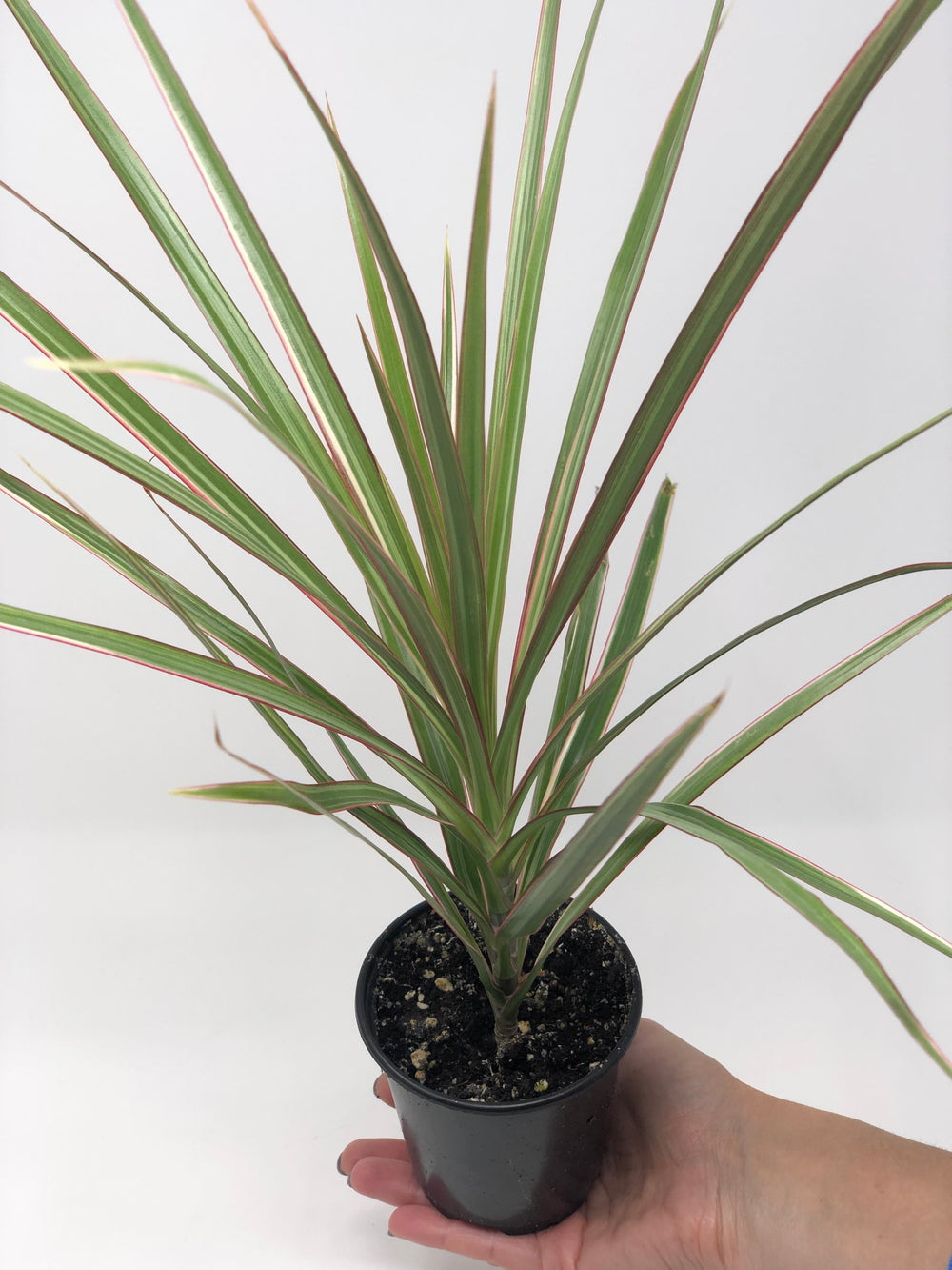 red dracaena spike Dracaena Spike – Shop The Shed