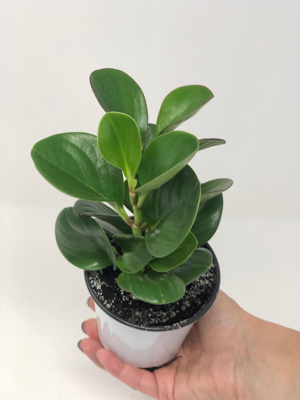 Peperomia