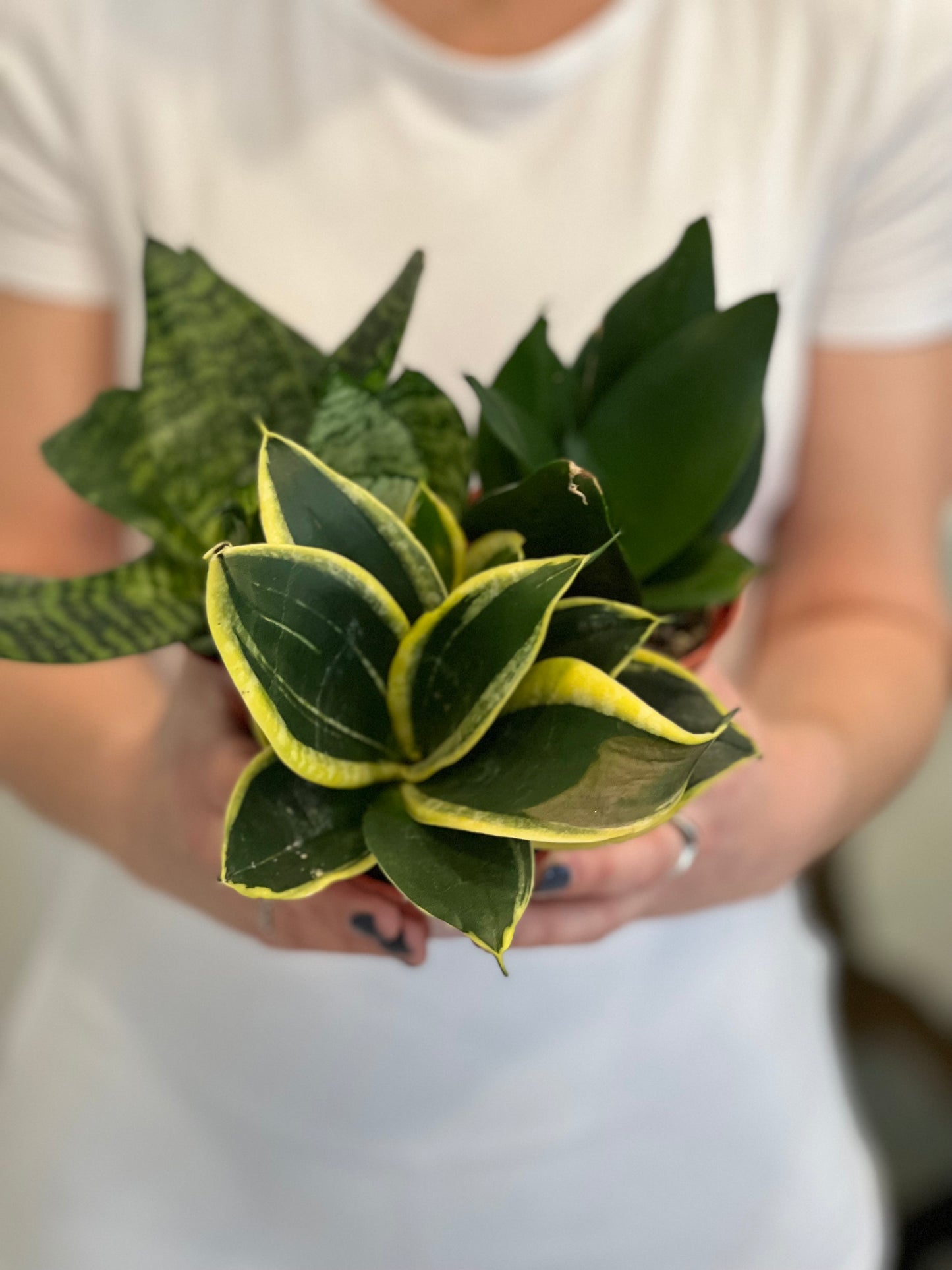 snake plant top view Sanseveria Snake Plant Bird Nest – Shop The Shed
