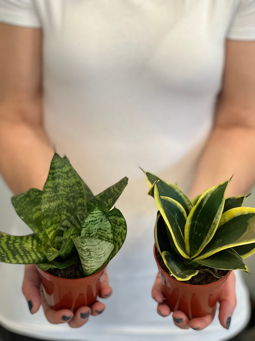 bird's nest snake plant varieties Sanseveria Snake Plant Bird Nest – Shop The Shed