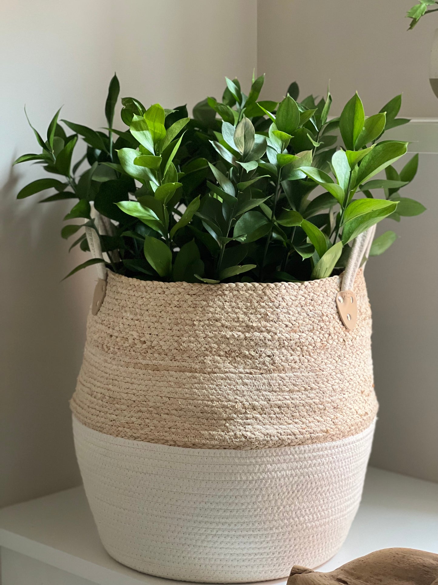 ruscus plant indoor Ruscus Hypophyllum (Israeli) – Shop The Shed