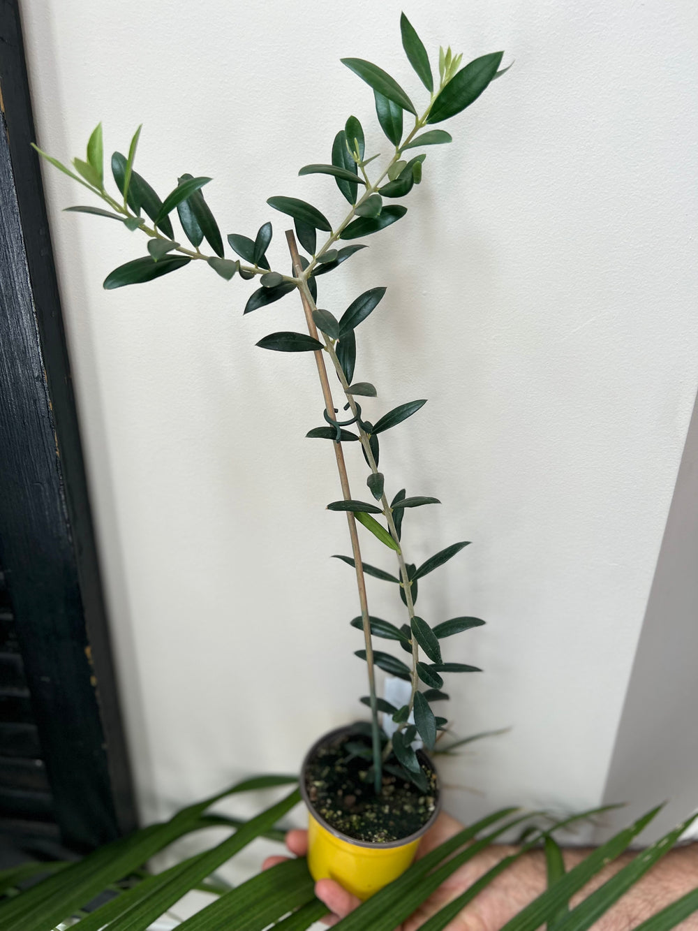 Olive Plant