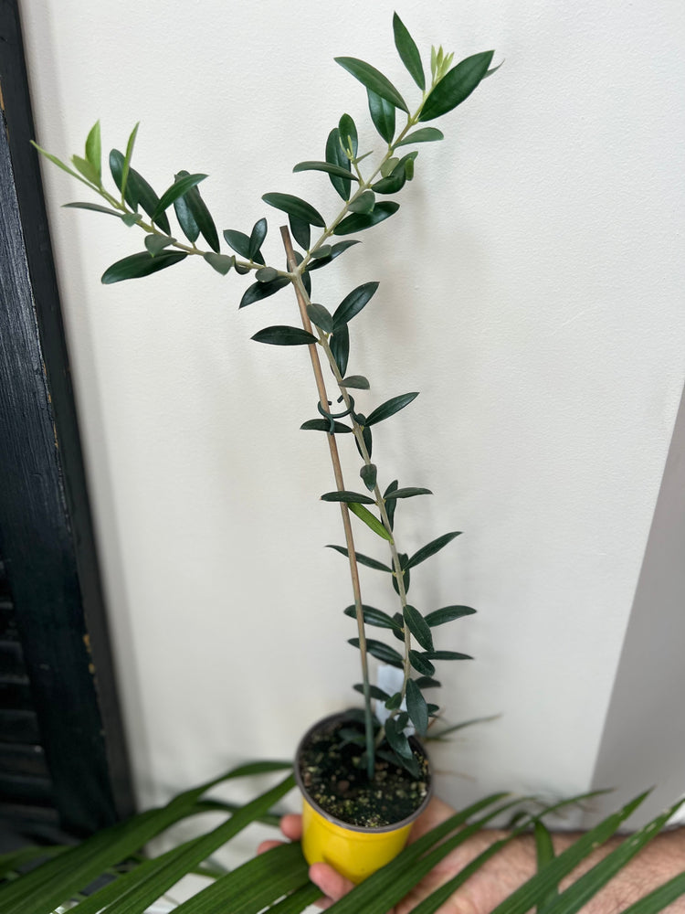 
                  
                    Olive Plant
                  
                