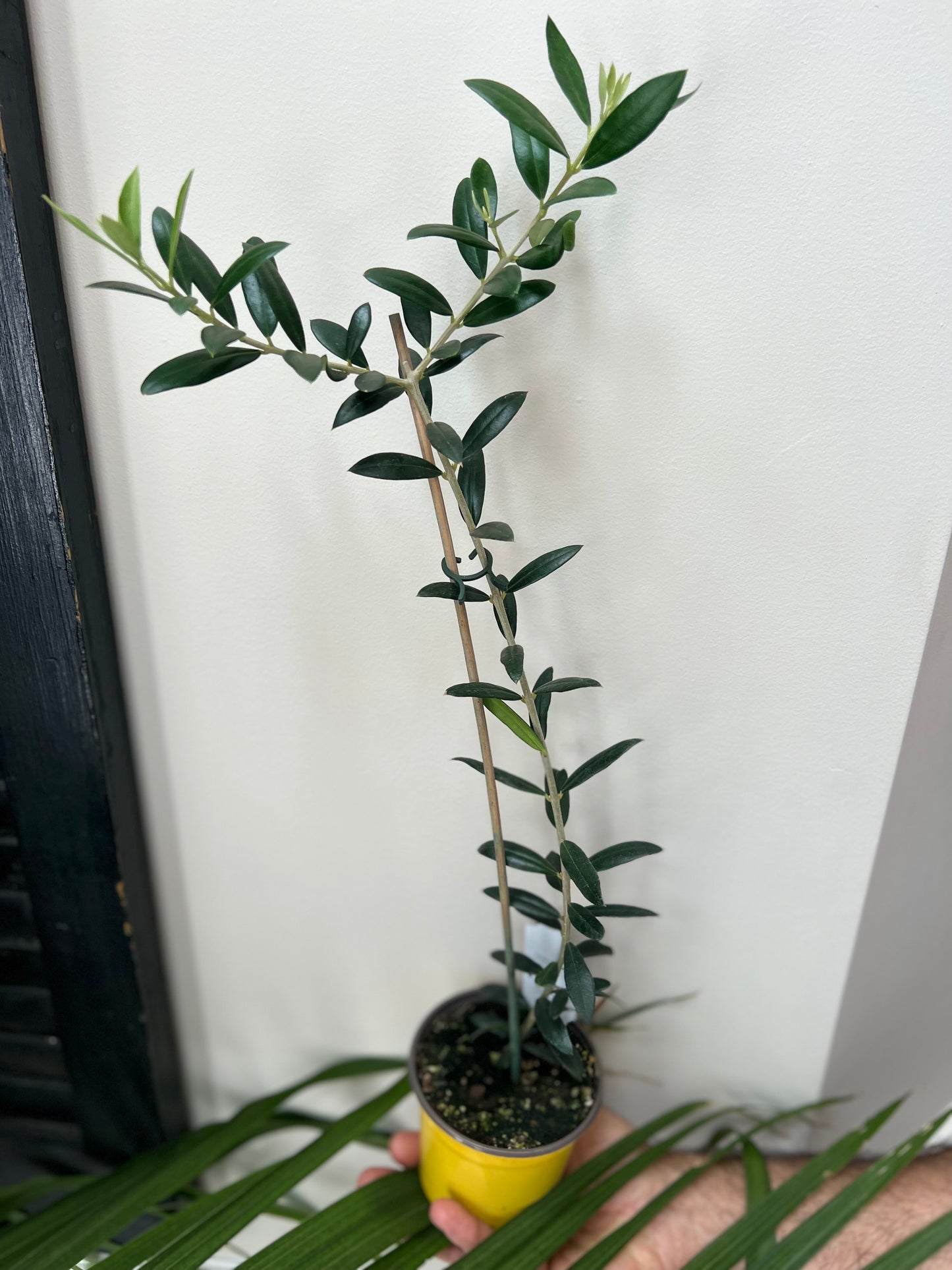 
                  
                    Olive Plant
                  
                