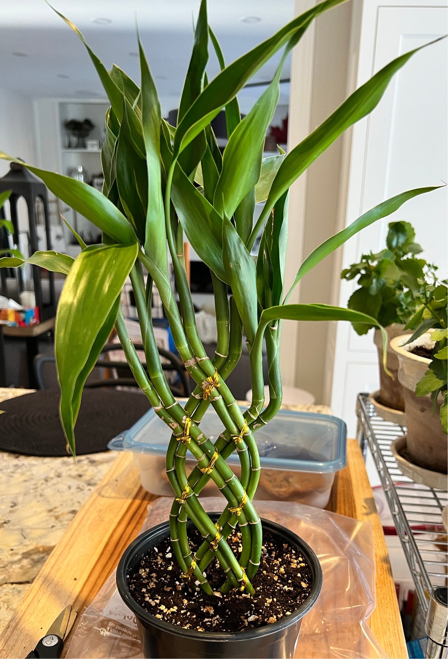 lucky bamboo montreal Lucky Bamboo Trellis – Shop The Shed