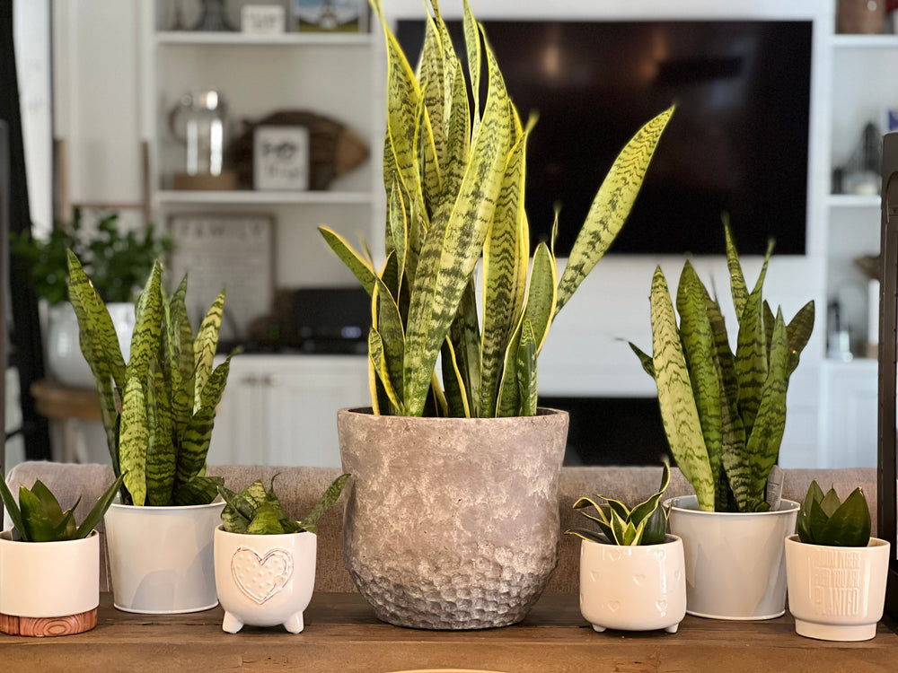 bird's nest snake plant cats Sanseveria Snake Plant Bird Nest – Shop The Shed