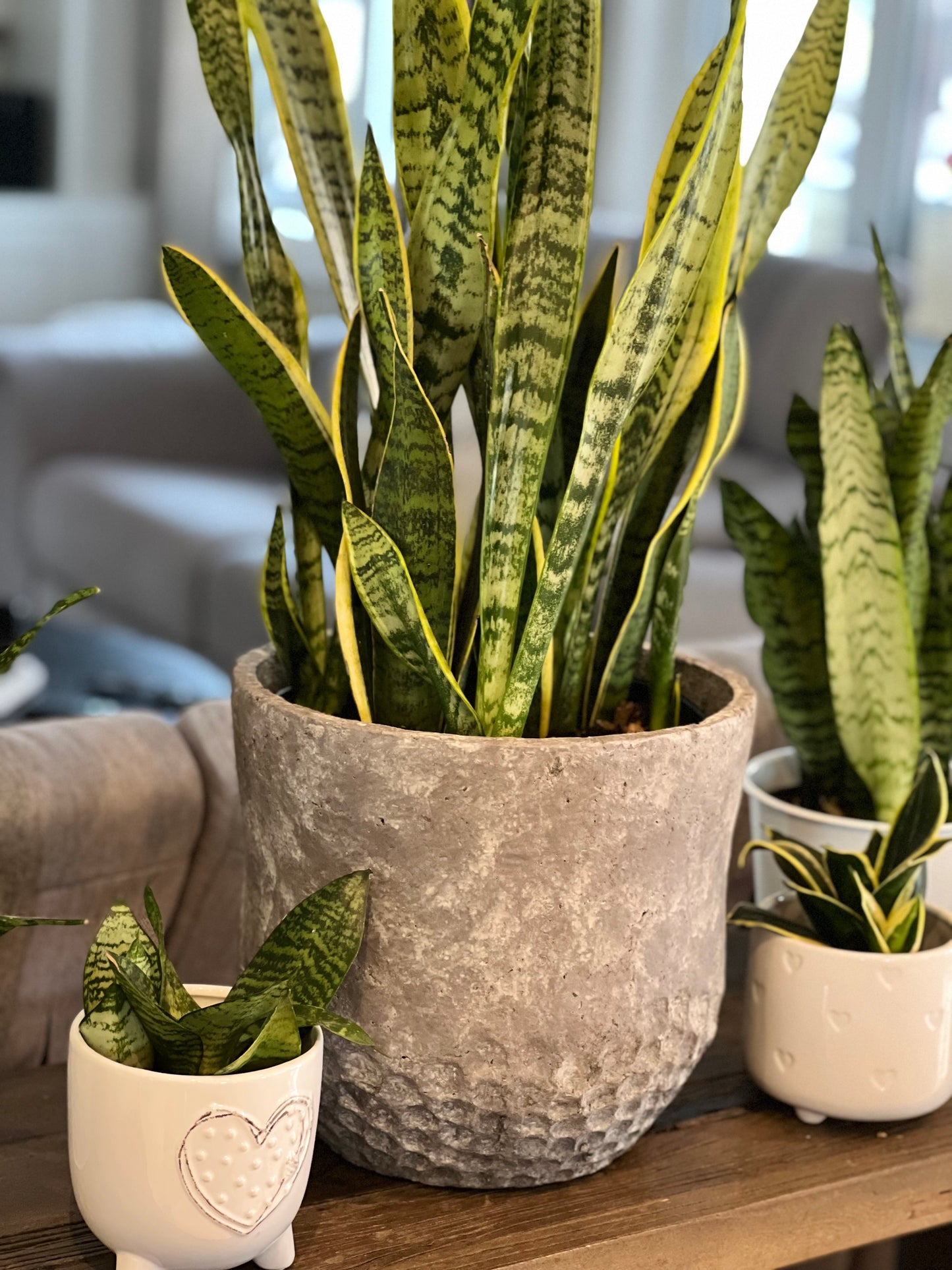 real snake plants near me Sanseveria Snake Plant 10” – Shop The Shed