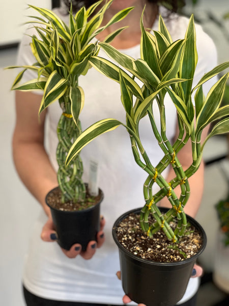 lucky bamboo winnipeg Lucky Bamboo Trellis – Shop The Shed