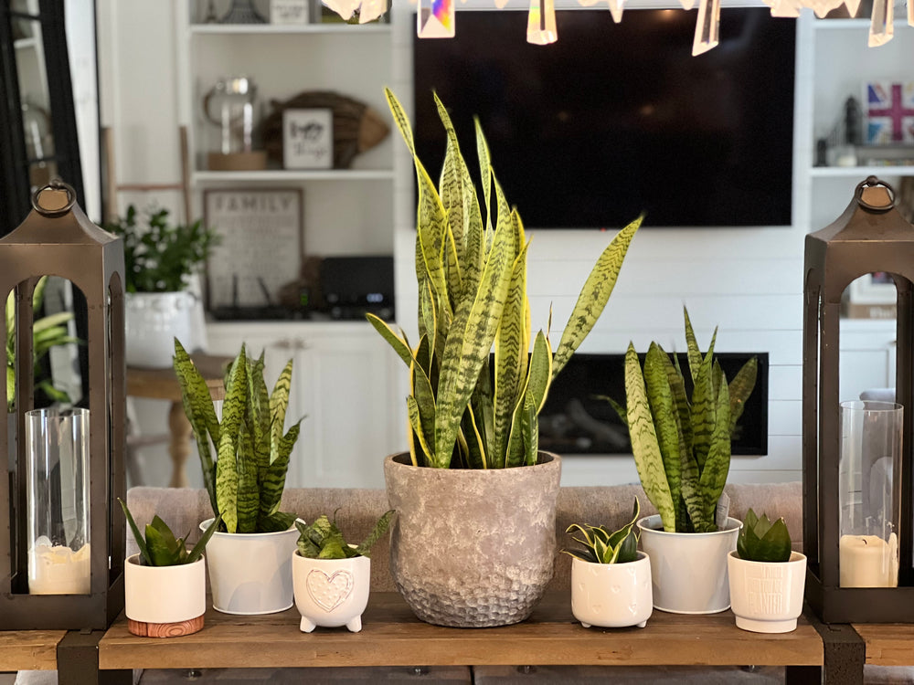 Sanseveria Snake Plant 6” – Shop The Shed