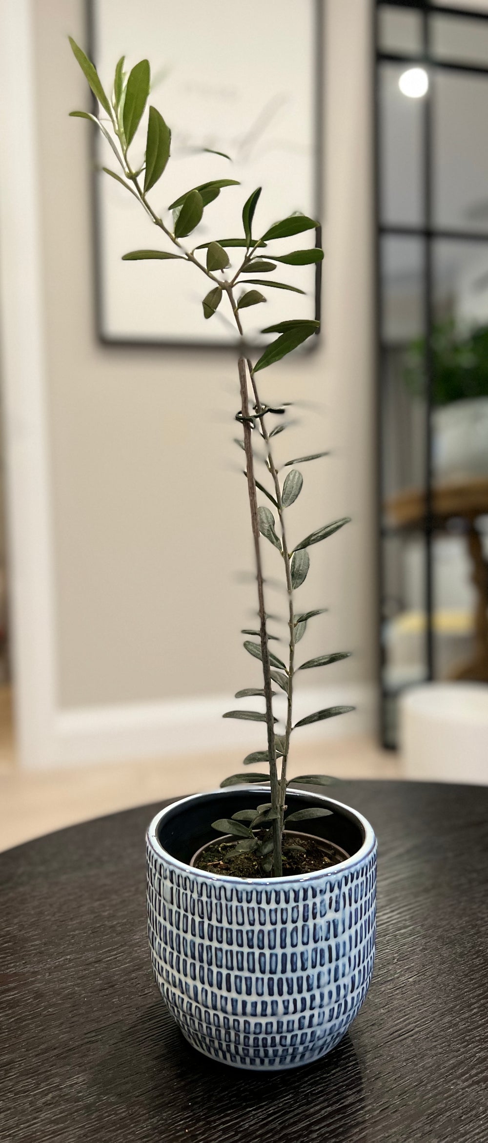 Olive Plant