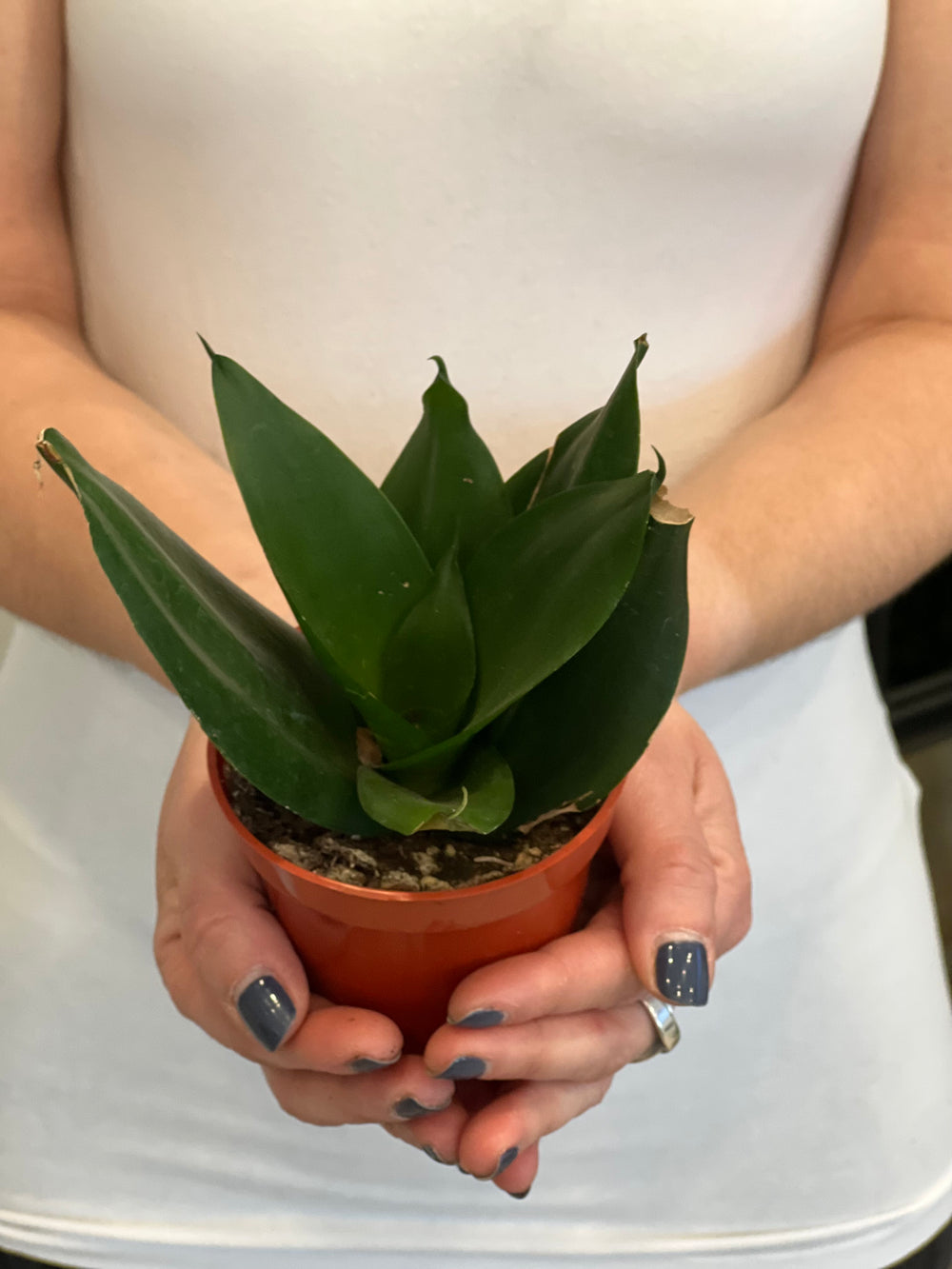 sansevieria birds nest jade Sanseveria Snake Plant Bird Nest – Shop The Shed
